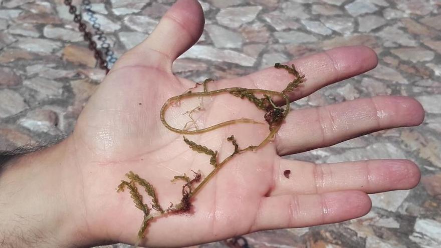 Mostra de la &quot;Caulerpa racemosa&quot;, detectada a Begur.