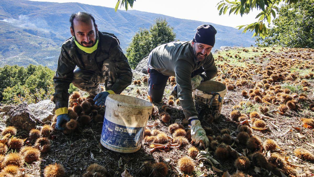 Fernando y Víctor durante la recogida de castañas en Navaconcejo.