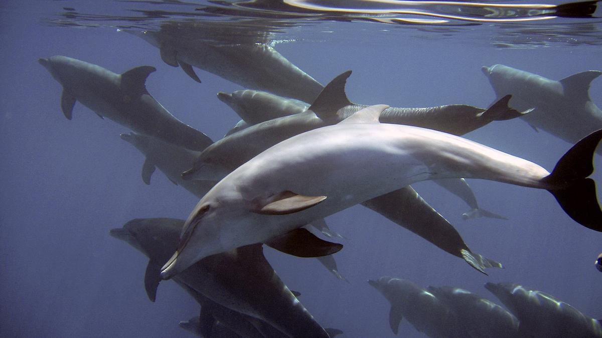 Grupo de delfines.