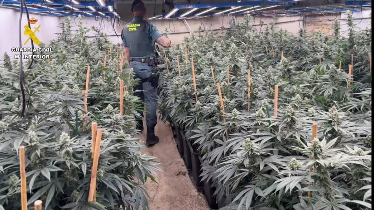 Detenidas cuatro personas por ocultar una plantación de marihuana entre cultivos agrícolas.