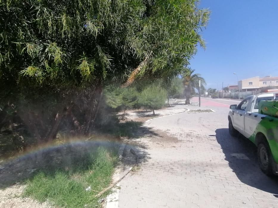 El Ayuntamiento despliega un plan de choque contra los mosquitos que este año es más intensa tras un largo periodo de lluvias primaverales que ha anegado las orillas de la laguna de Torrevieja