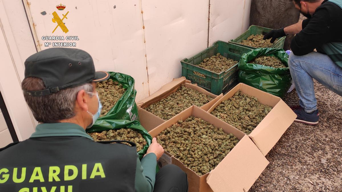 Desarticulación de la mayor plantación de marihuana en la provincia de Zamora.