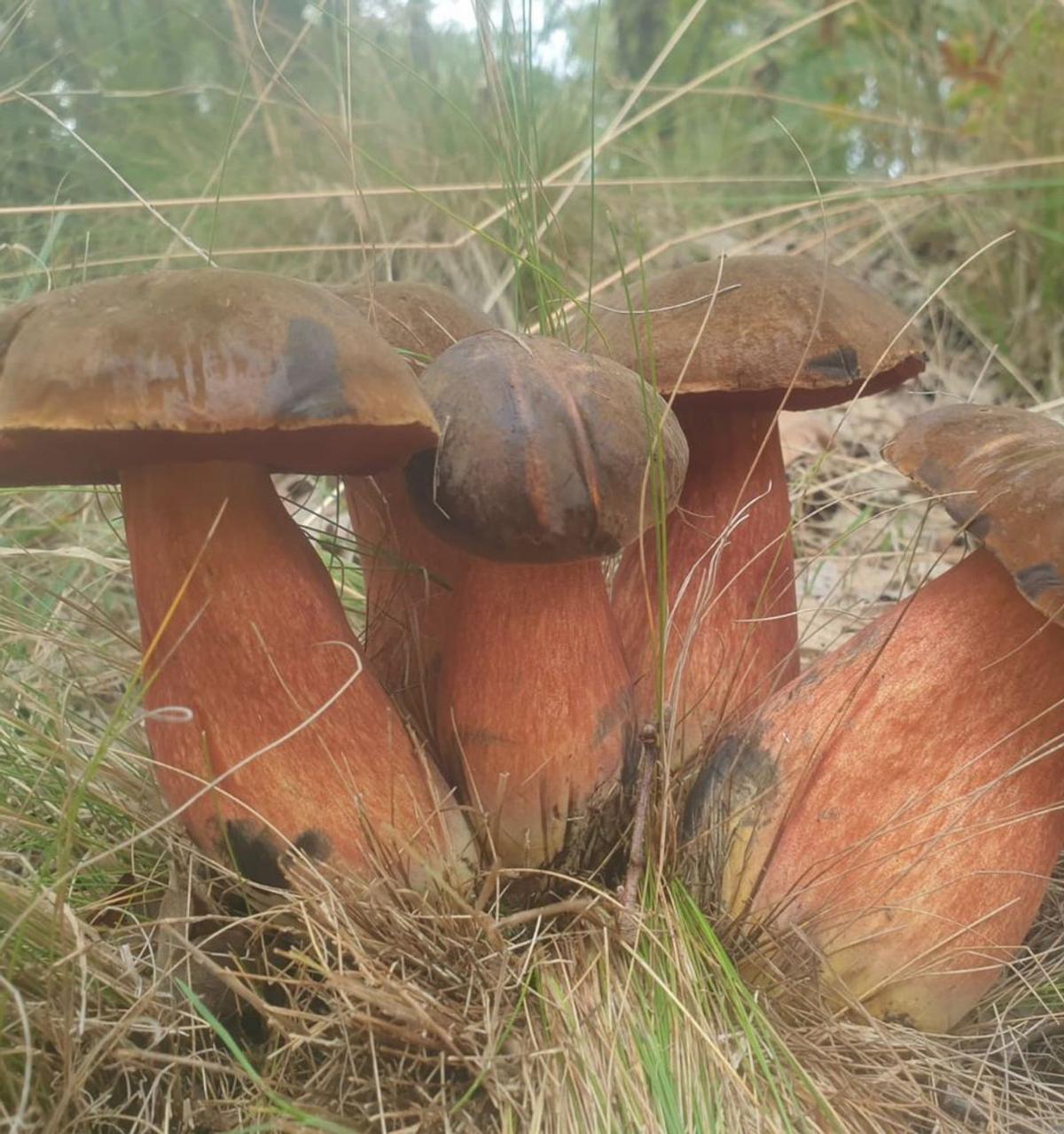 Varios ejemplares de boletus, en una salida al campo. | Cedida