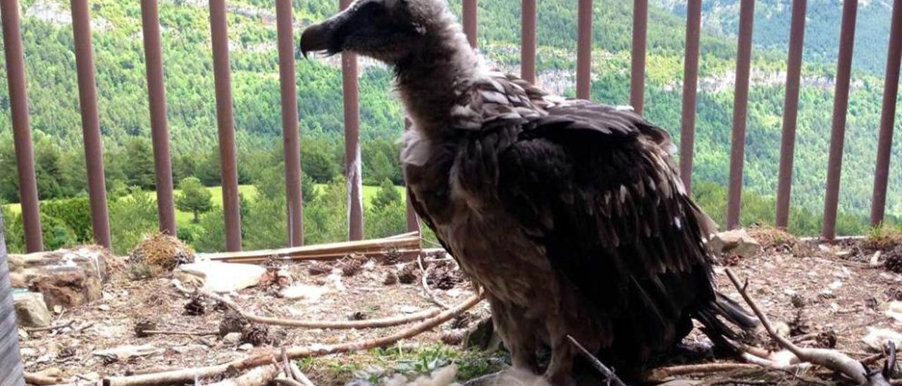 &quot;Chloe&quot;, durante su crianza en Aragón.