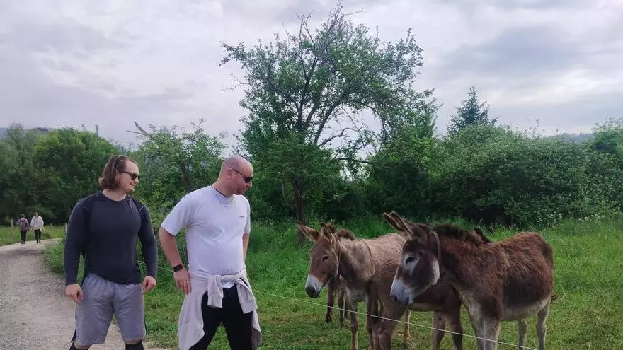 VÍDEO: Los nacimientos de burros y potros en la vega de Grado fascinan a paseantes y peregrinos: "Son una pasada"