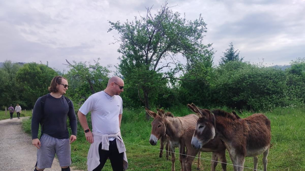 VÍDEO: Los nacimientos de burros y potros en la vega de Grado fascinan a paseantes y peregrinos: "Son una pasada"