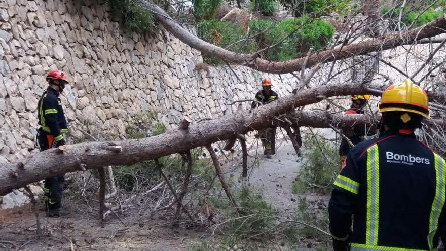 Caen dos grandes pinos sobre un vial en Benissa