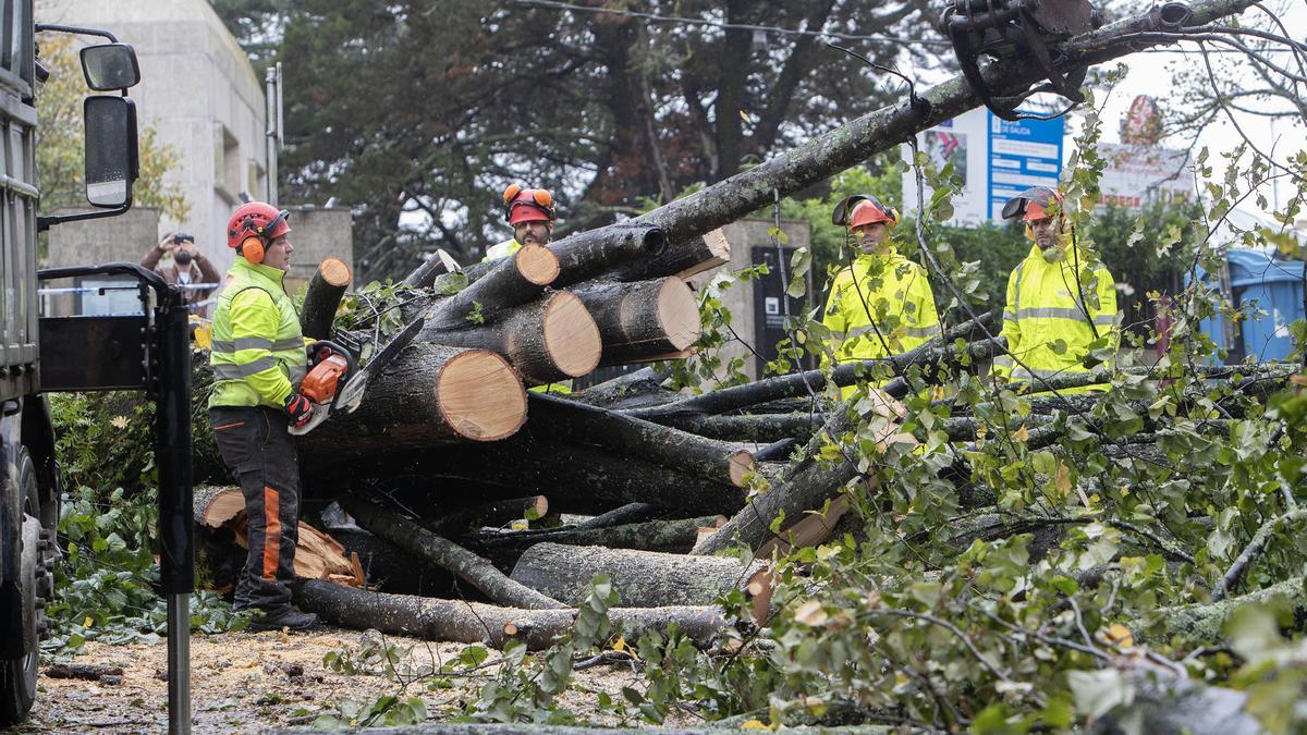 Los operarios de Parques y Jardines talan los árboles caídos en el Parque del Castro de Vigo.