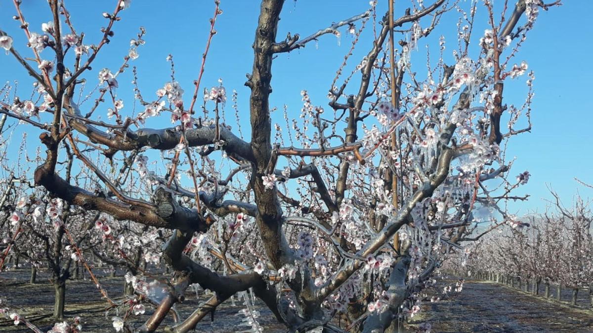 Heladas en una producción de melocotones en Cieza, ayer. | L.O.