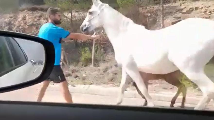 Vídeo: El éxodo de animales hacia un lugar seguro por el incendio de Caudiel