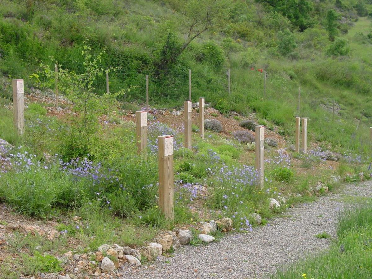 Un racó de plantes remeieres a Tuixent
