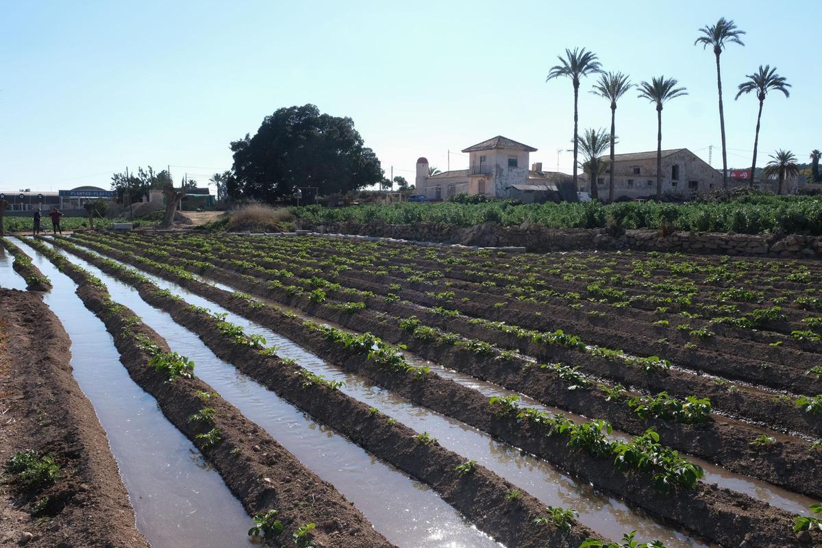 Campo de patatas en Elche.