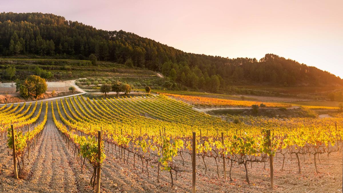 Viñedos en la región vinícola del Penedés.