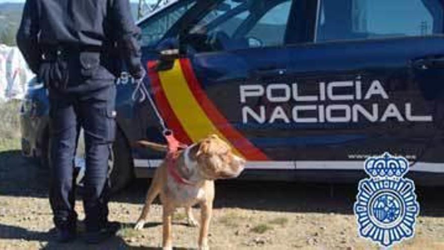 Un can rescatado por la Policía.