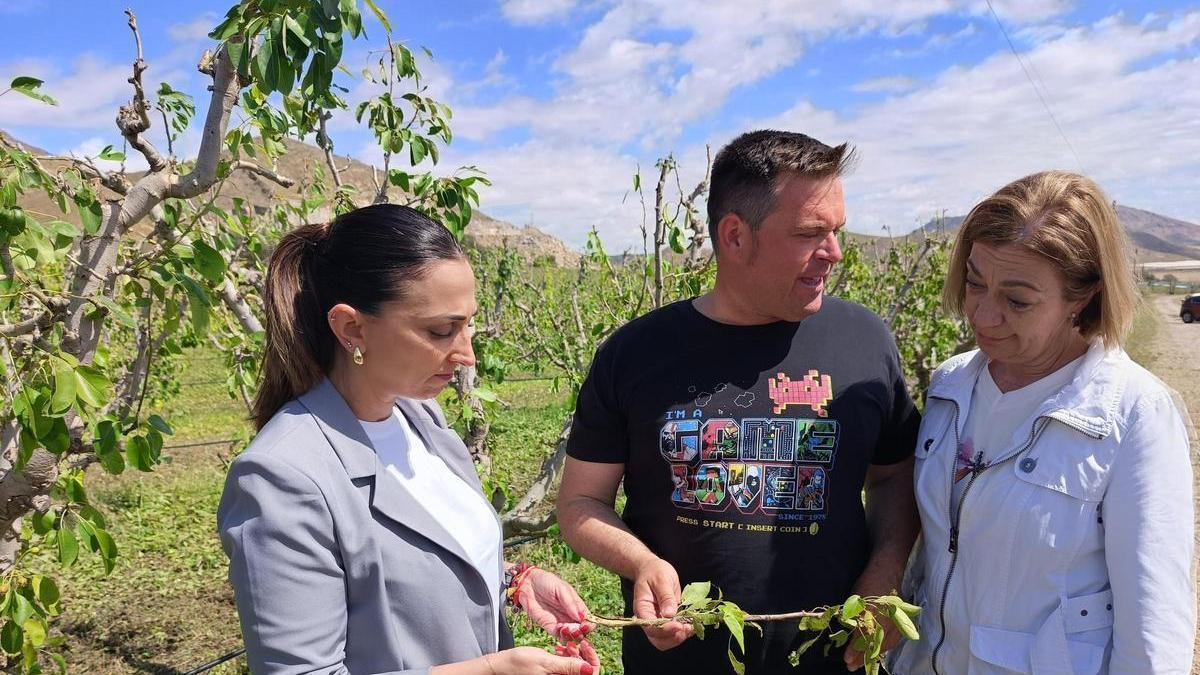 La consejera de Agricultura, Sara Rubira, visita las cosechas afectadas por el granizo en el Altiplano.