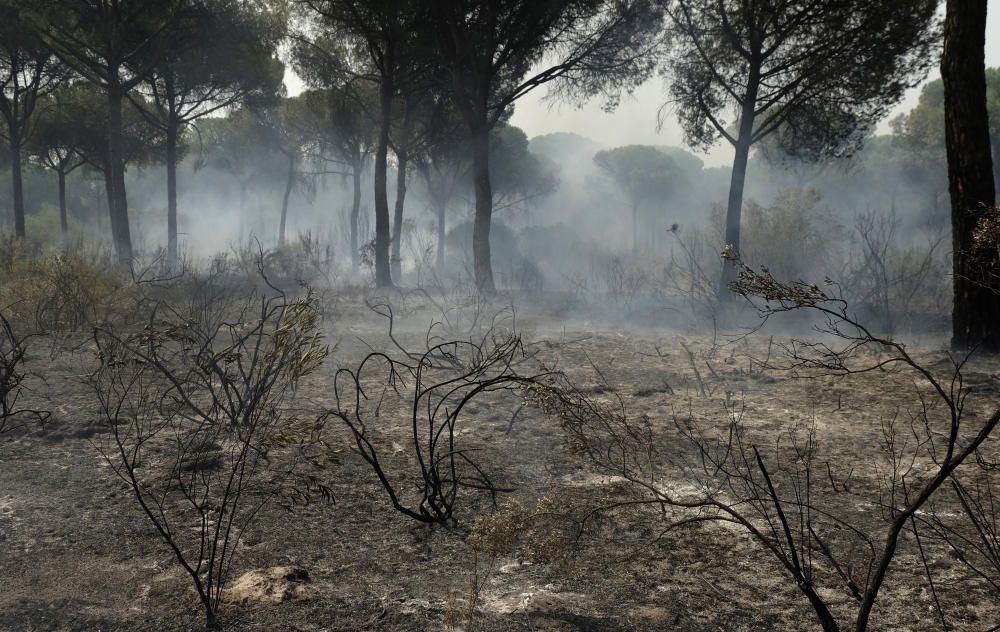 El incendio de Moguer alcanza el Espacio Natural de Doñana