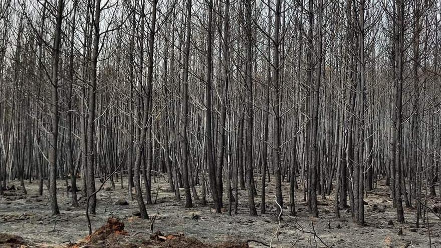 Más de mil hectáreas quemadas en el incendio de la sierra de Gata