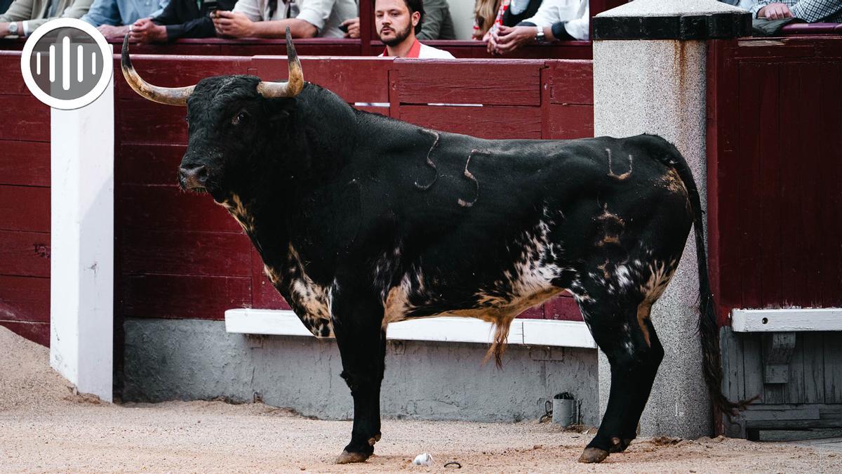 El toro 'Bastonito', la leyenda renacida de Baltasar Ibán, el pasado domingo en Las Ventas