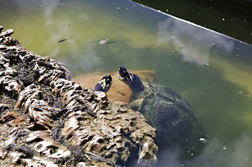 Rechtliches Tauziehen um tausend Schildkröten