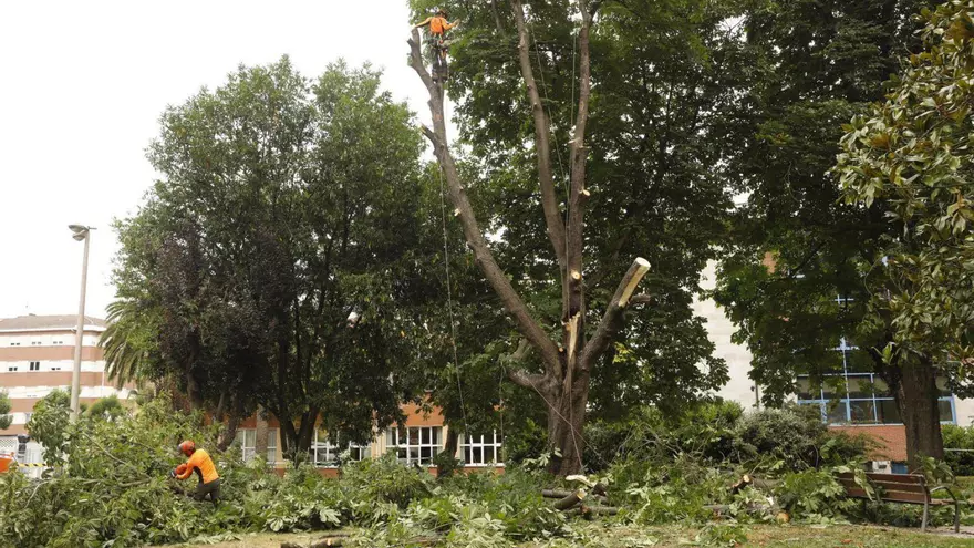 Talan por seguridad uno de los árboles del parque de Laviana