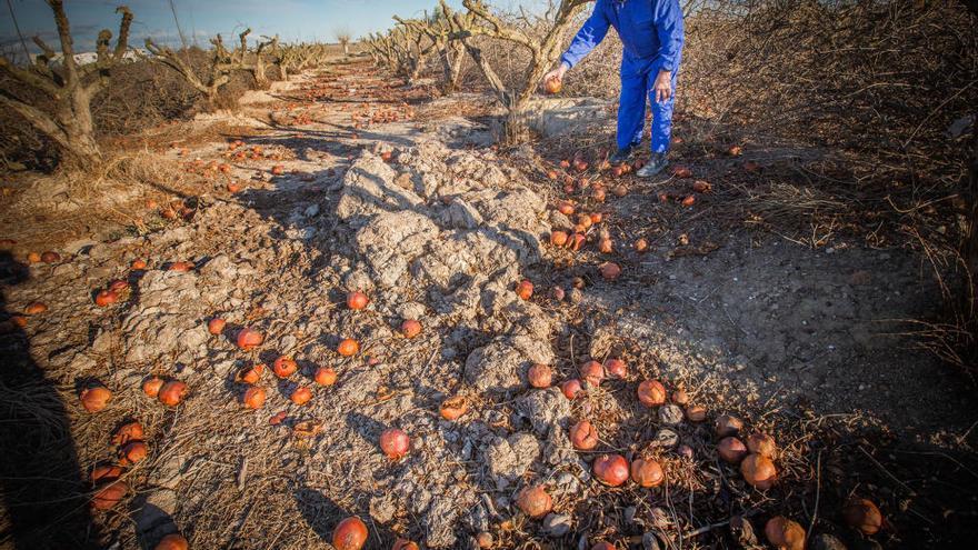 Ángel pasa junto a los campos de granados donde muchos frutos han acabado en el suelo.