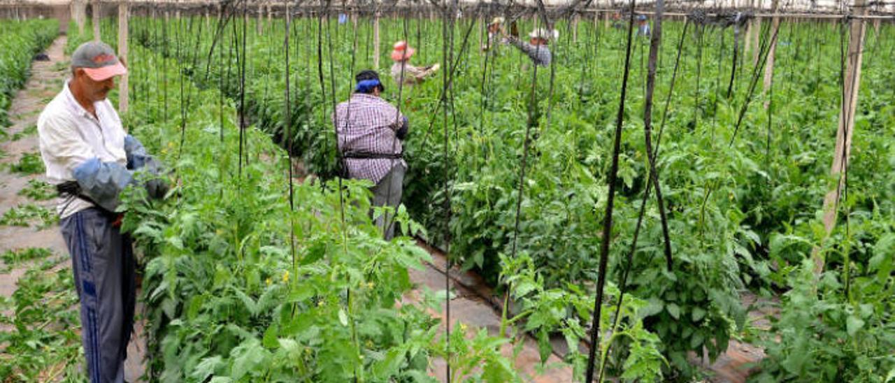 Europa duplica las ayudas al tomate e incorpora el aloe y el olivo al Posei