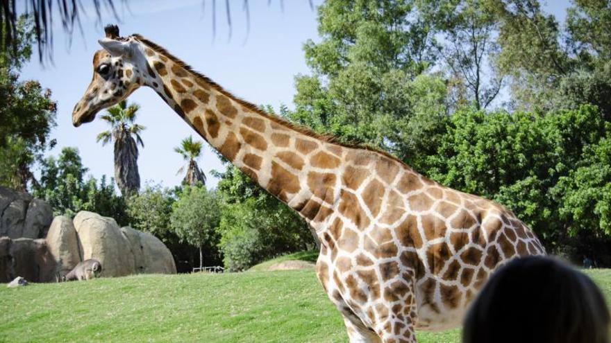 Vive un septiembre &quot;con causa&quot; en BIOPARC València