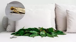 Una hoja de laurel en la venta: adiós a las polillas que invaden Murcia