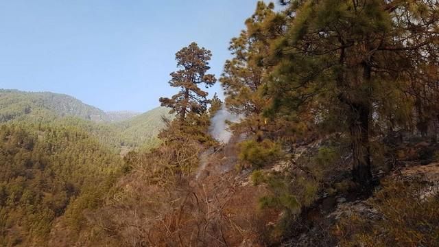 Conato de incendio en Tijarafe