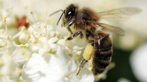 Pollinator Park, l’eina digital que mostra com serà el futur sense insectes pol·linitzadors