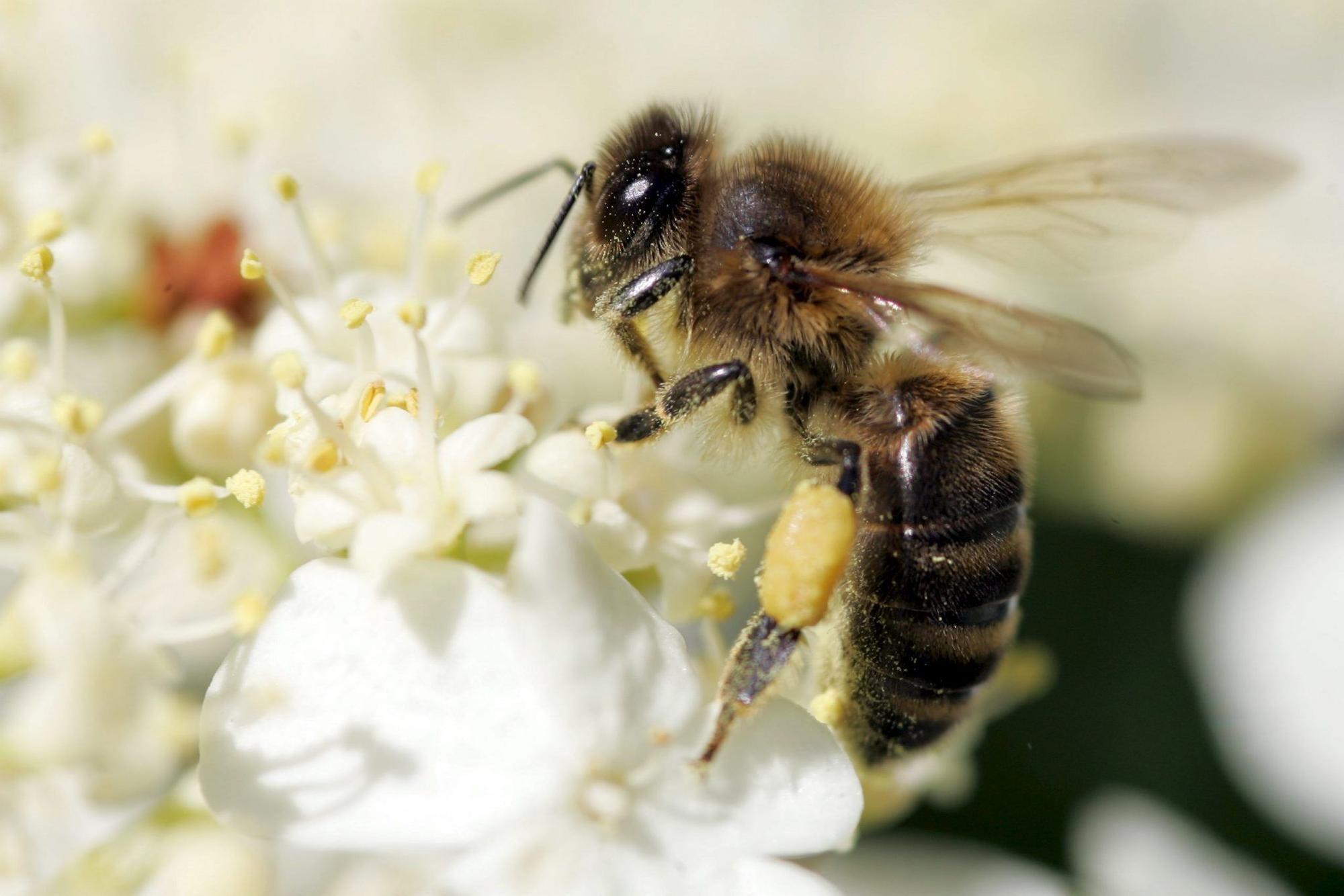 abeja polinizadora polen flor primavera