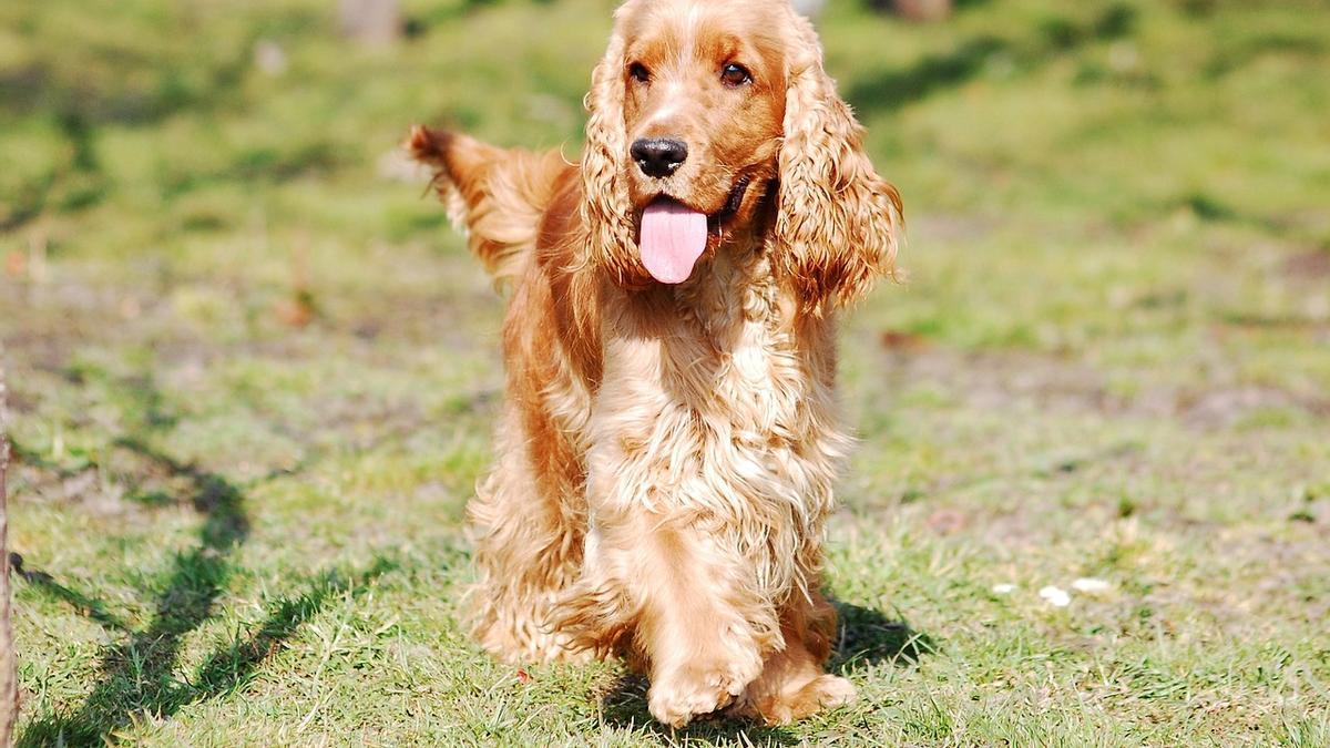 Cocker Spaniel Inglés: una de las mejores razas de perros de caza