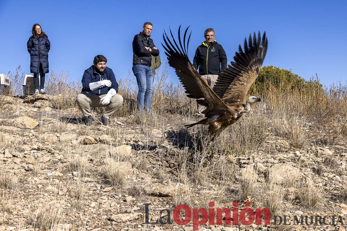 Suelta de dos buitres leonados en la Sierra de Mojantes en Caravaca