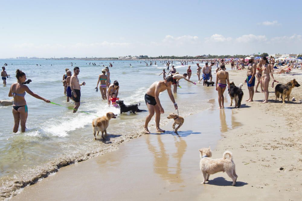 La playa para perros de Pinedo, a reventar