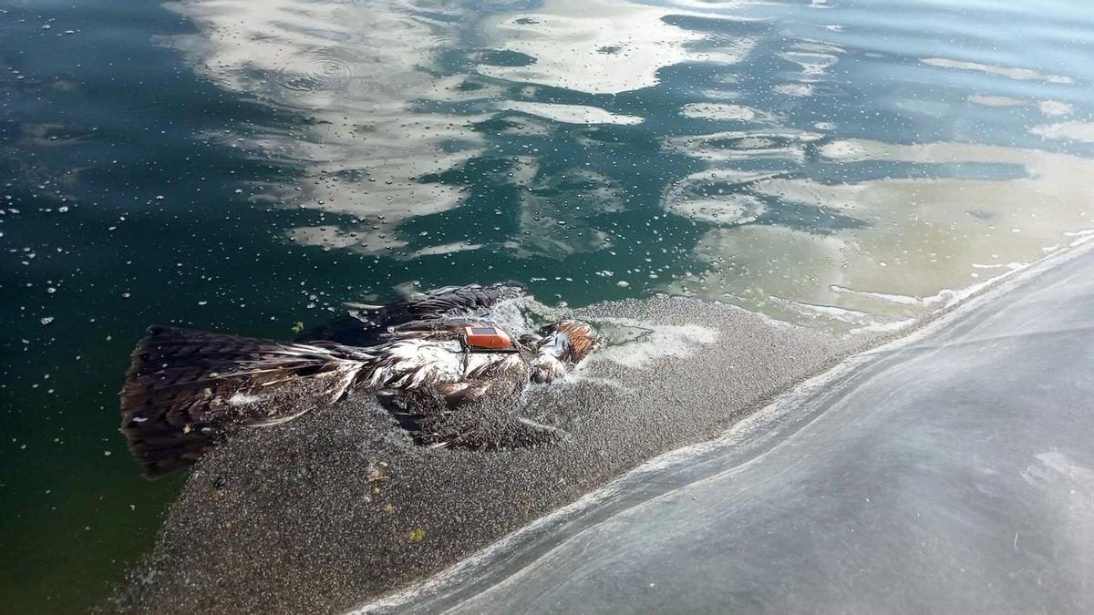 Águila de Bonelli muerta y con su emisor GPS visible en una balsa de riego de la Región de Murcia.