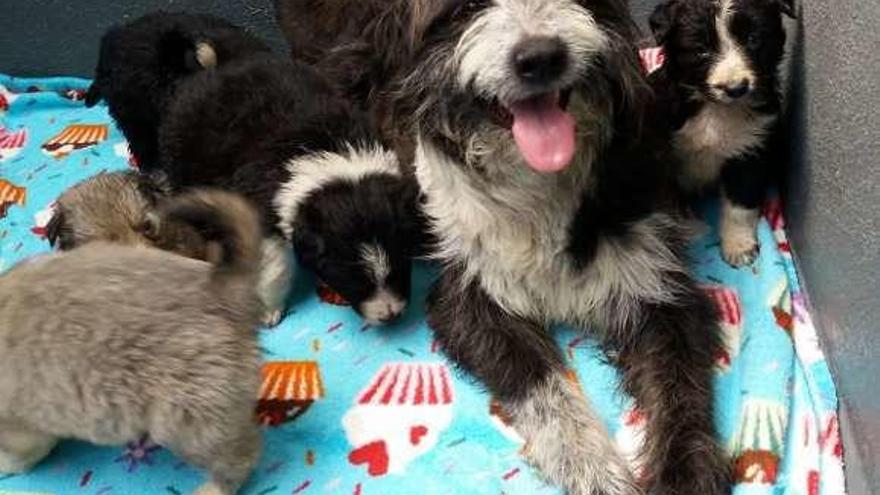 Los perros rescatados por la Diputación en Lalín y Rodeiro.