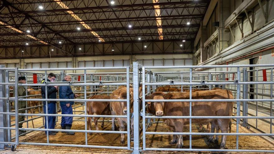 El mercado bovino de Galicia cierra con casi 1.500 reses adjudicadas, más de 1,5 millones de euros facturados y caída generalizada de las cotizaciones