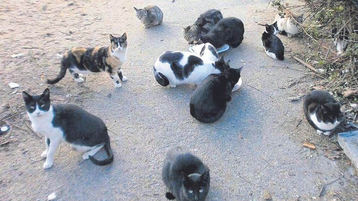 Imagen de archivo de una colonia de gatos.