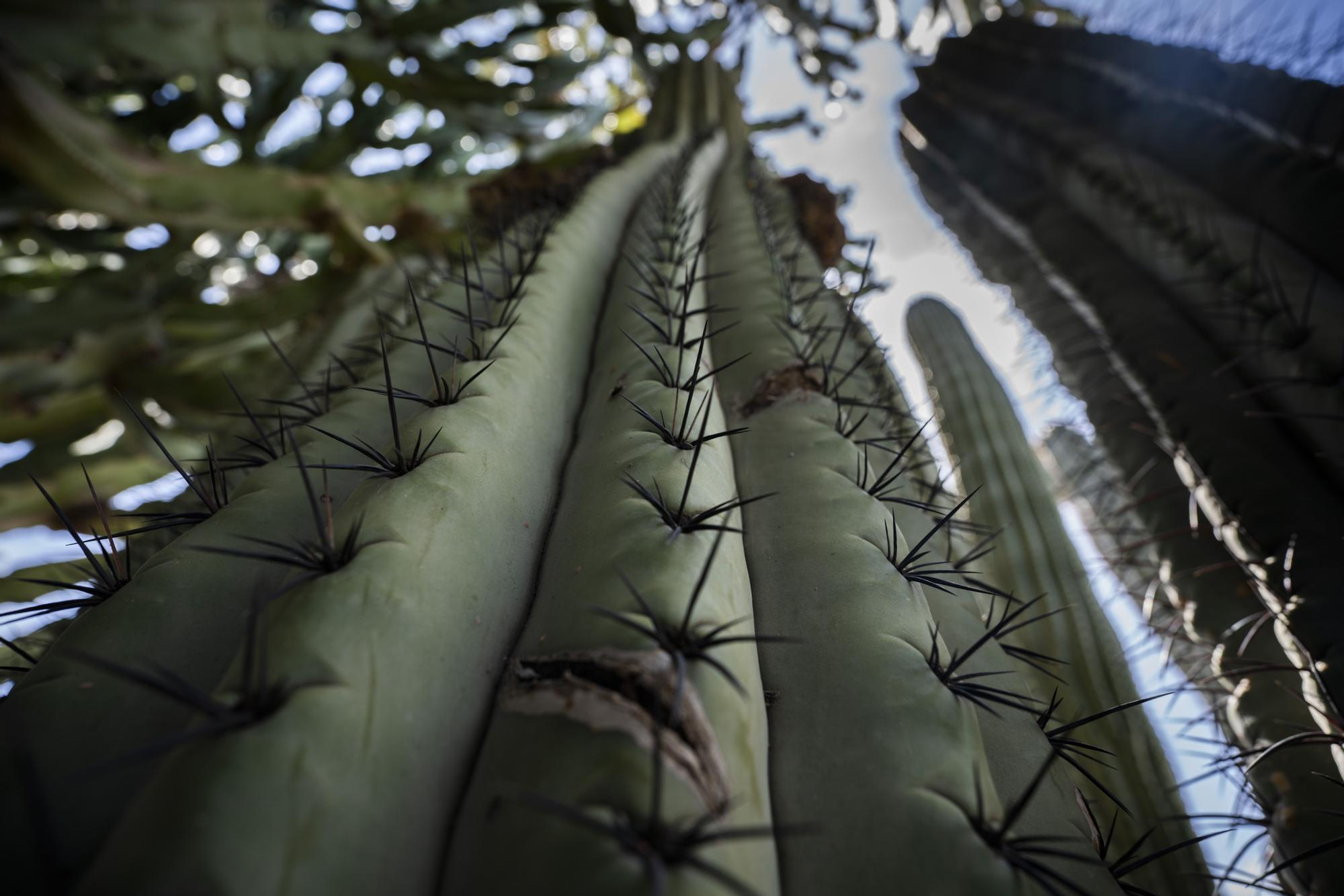 ¿Conoces los jardines de cactus de València?