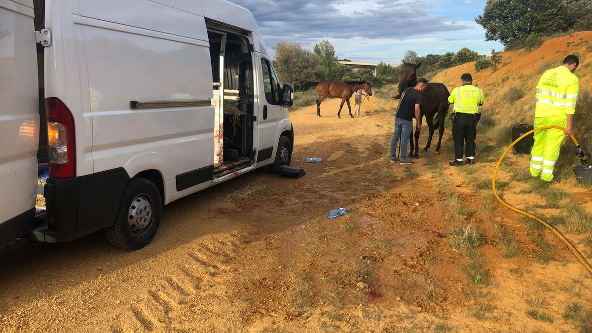 Uno de los caballos durante el operativo de excarcelación.