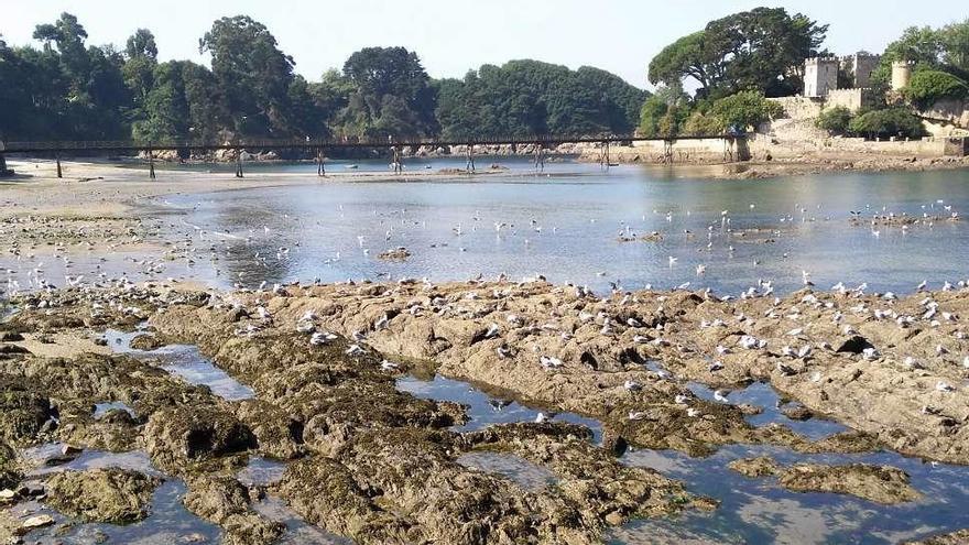 &#039;Boom&#039; de gaviotas en Santa Cruz