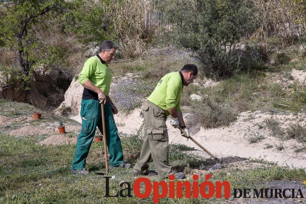 Reforestación en el paraje 'La Muralla' de Archive