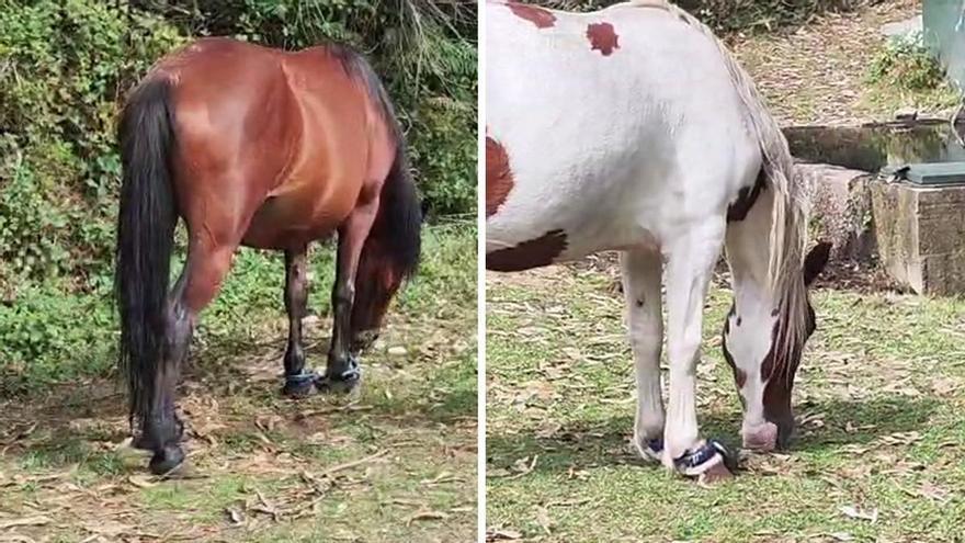 Maltrato animal en Moaña: denuncian la presencia de caballos con las patas atadas en montes de O Morrazo
