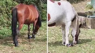 Maltrato animal en Moaña: denuncian la presencia de caballos con las patas atadas en montes de O Morrazo
