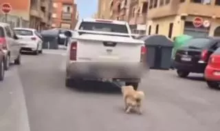 Un perro recorre atado en un parachoques varias calles de Paterna