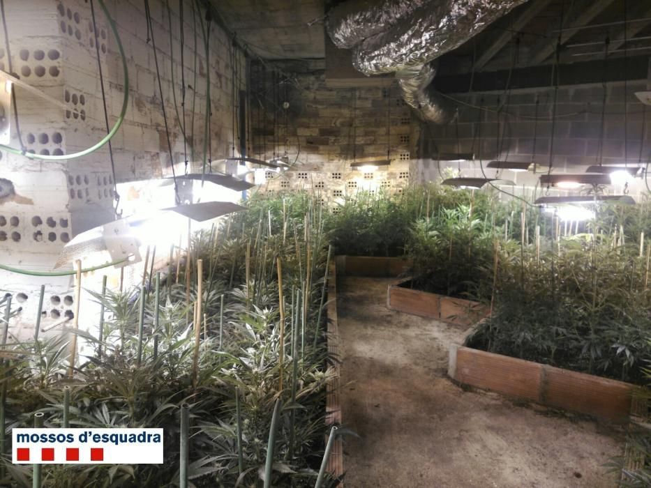 Plantació de marihuana a l''interior d''una casa de Sant Gregori