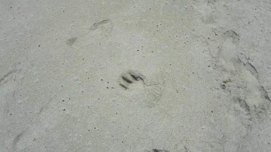 Una de las huellas halladas en la playa de Viodo el pasado sábado.