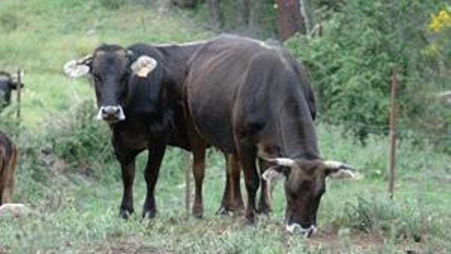 Catalunya, declarada regió indemne de brucel·losi bovina.