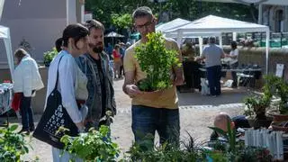 La 10a fira de bonsais a Manresa genera molt interès entre els aficionats