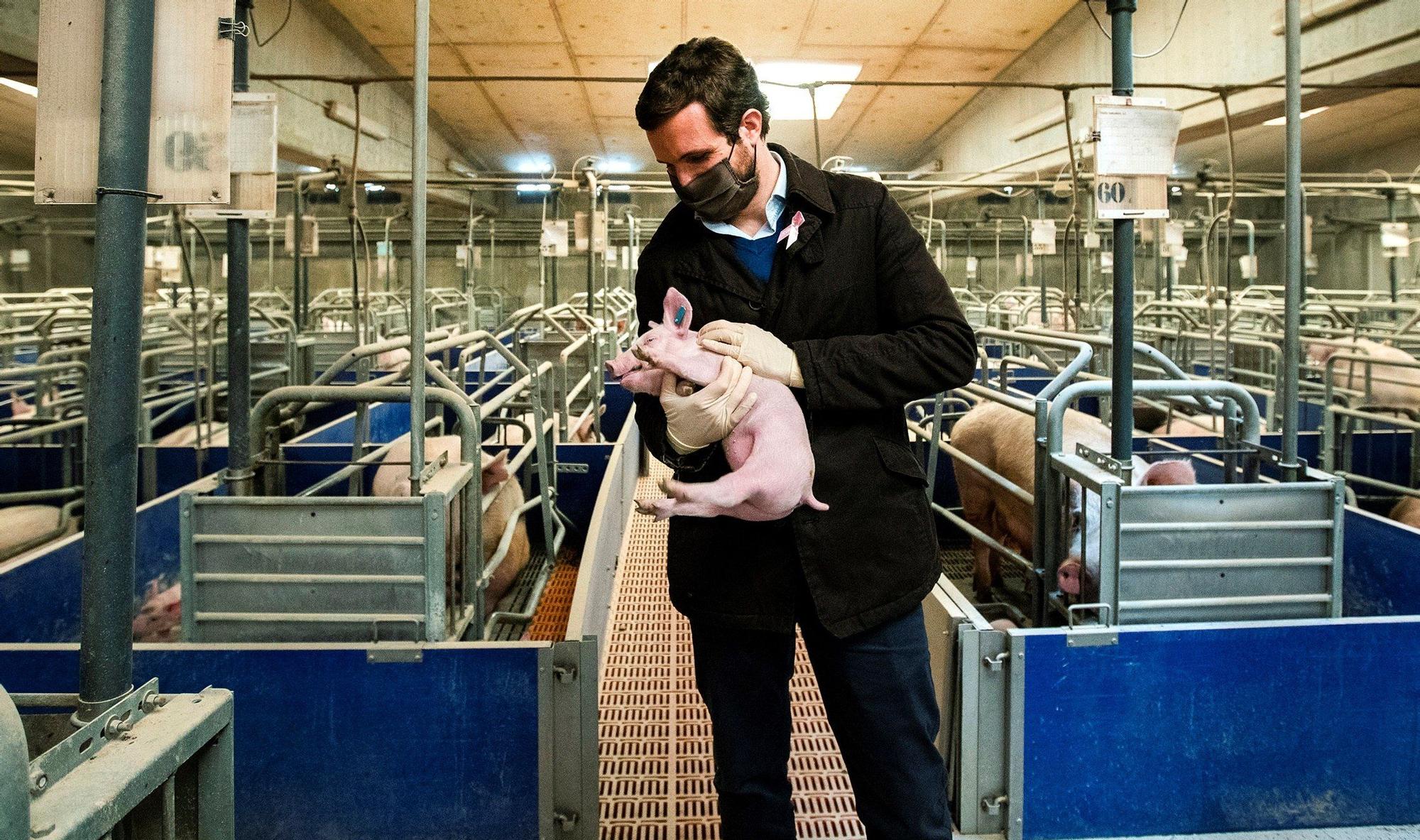 Pablo Casado durante su visita a una granja en Cataluña.